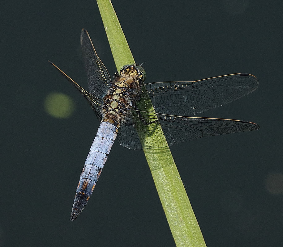 Orthetrum_cancellatum